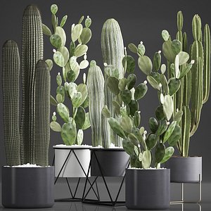 Collection of Exotic Cactus Plants 376