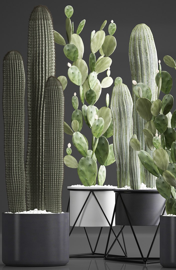 Plants Exotic Cactus Model - TurboSquid 1443514