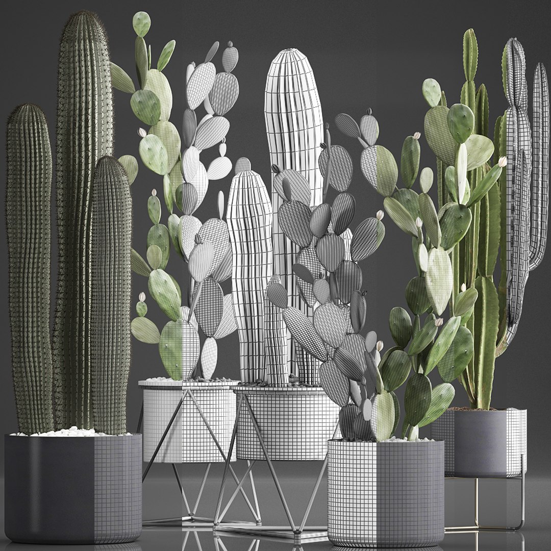 Plants Exotic Cactus Model - TurboSquid 1443514