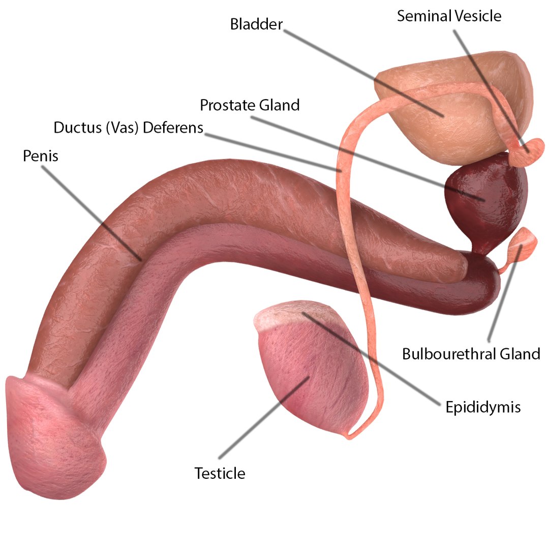male reproductive max https://p.turbosquid.com/ts-thumb/Yd/DjsBM0/51daqSOG/006/jpg/1371160237/1920x1080/fit_q87/55cad36942124c94ebeb2c5393d85de0cdc64a6d/006.jpg