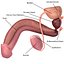 Male Reproductive System