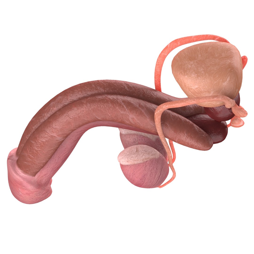 male reproductive max https://p.turbosquid.com/ts-thumb/Yd/DjsBM0/G0Z4IThB/005/jpg/1371160237/1920x1080/fit_q87/7109d3e9368738c7cbab28fb4d9d79734e230617/005.jpg