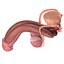 Male Reproductive System