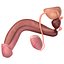Male Reproductive System