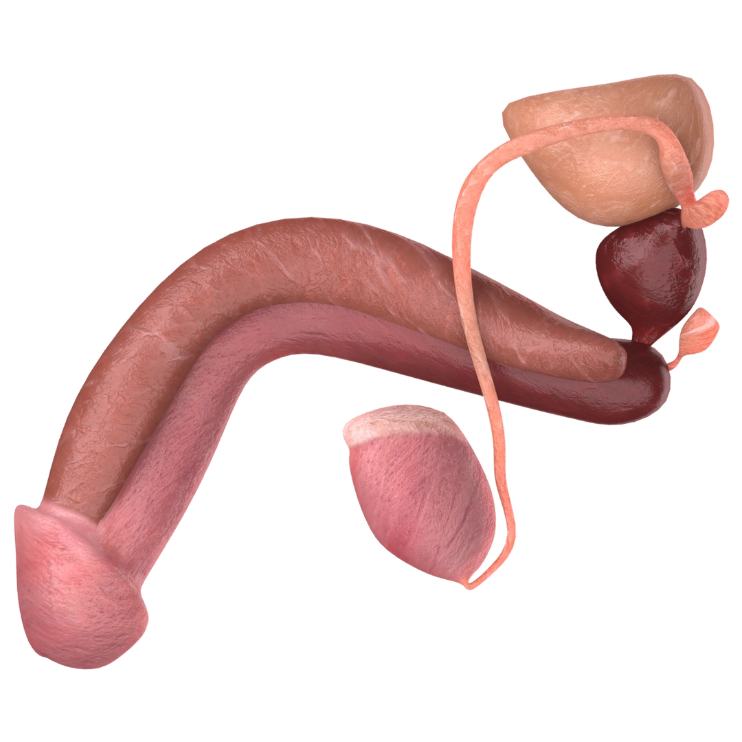 male reproductive max https://p.turbosquid.com/ts-thumb/Yd/DjsBM0/MM8Pgwln/turn/jpg/1371158696/1920x1080/turn_fit_q99/6e1222b4e4f6b764c2dee68fb13b4d106f24ffff/turn-1.jpg