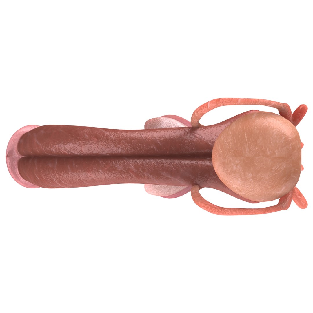 male reproductive max https://p.turbosquid.com/ts-thumb/Yd/DjsBM0/P3XR3jUe/004/jpg/1371160236/1920x1080/fit_q87/31dc0bfa963fe7f6e1042c0e53442a9bbd619c10/004.jpg