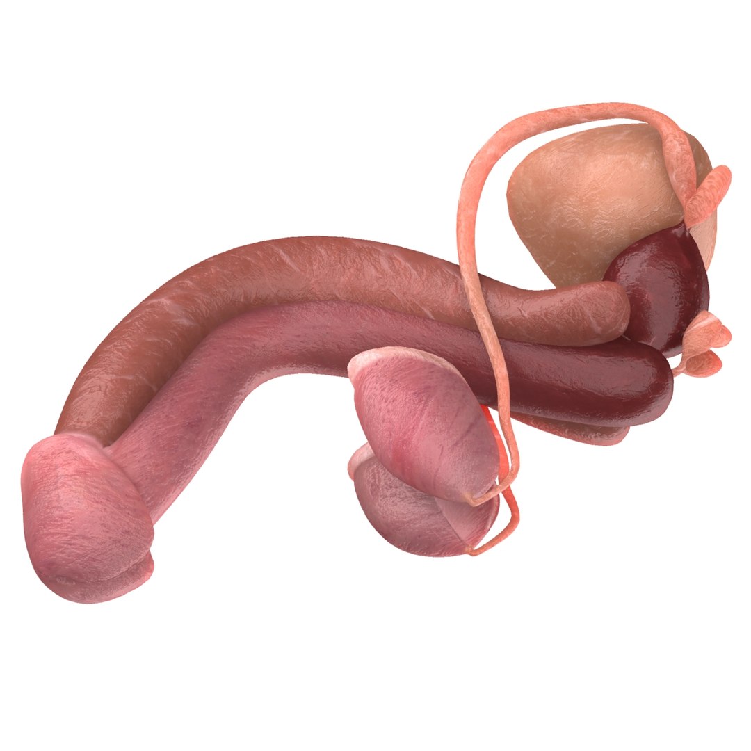 male reproductive max https://p.turbosquid.com/ts-thumb/Yd/DjsBM0/TN67uk5u/008/jpg/1371160237/1920x1080/fit_q87/130cf3082492da21bd3147a7462de10a87ffc0c7/008.jpg