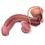 Male Reproductive System