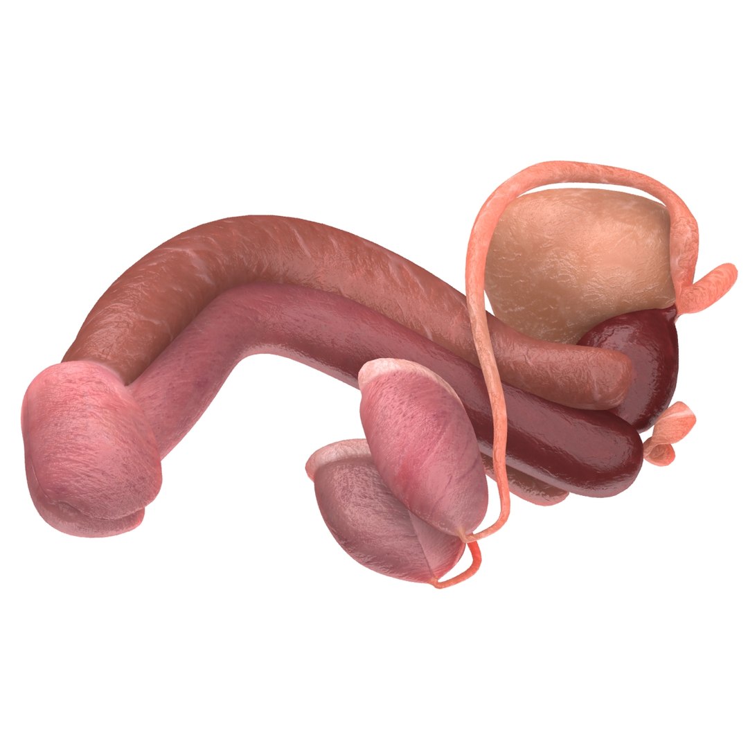 male reproductive max https://p.turbosquid.com/ts-thumb/Yd/DjsBM0/TjU6VF3n/002/jpg/1371160236/1920x1080/fit_q87/174c9f98391a4b617f5c7b1e067270e08c605999/002.jpg