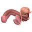 Male Reproductive System