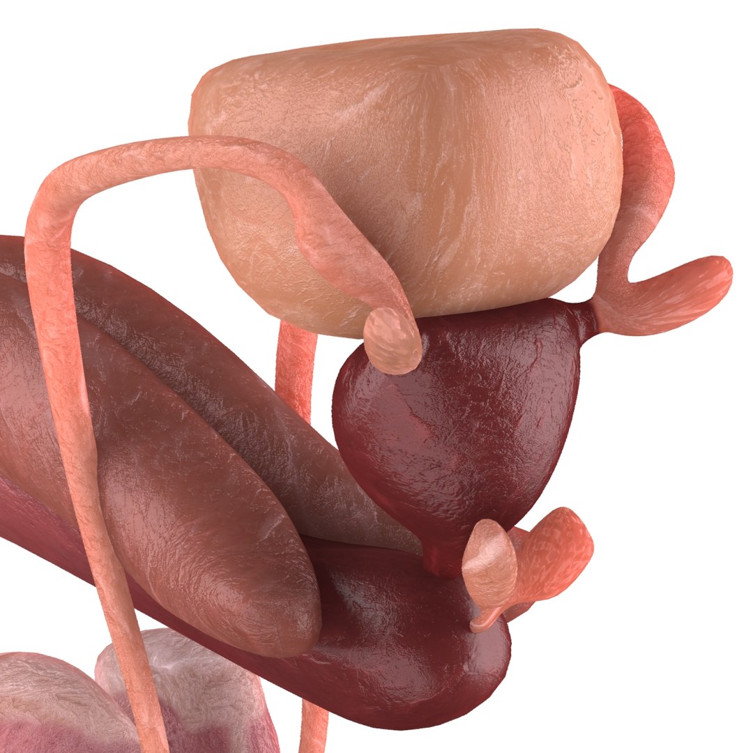 male reproductive max https://p.turbosquid.com/ts-thumb/Yd/DjsBM0/XpUU4sQ7/003/jpg/1371160236/1920x1080/fit_q87/0dcd6b40f748e32638144f922fb1172fce80ec16/003.jpg