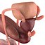 Male Reproductive System