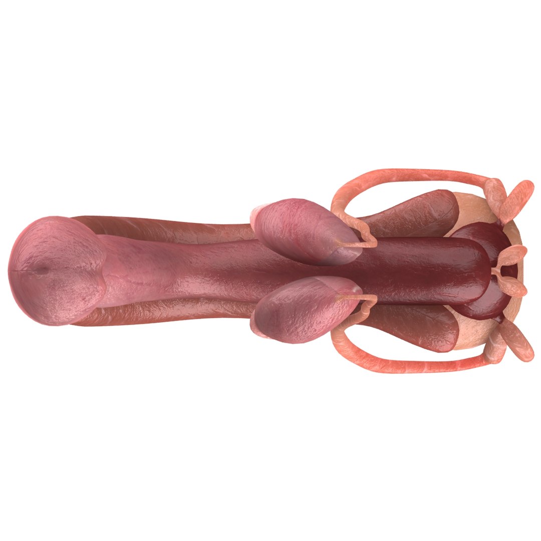 male reproductive max https://p.turbosquid.com/ts-thumb/Yd/DjsBM0/Y9Gy732Z/009/jpg/1371160237/1920x1080/fit_q87/9a358eed14e28ecc0e26a4f415642c0d06bda9fc/009.jpg