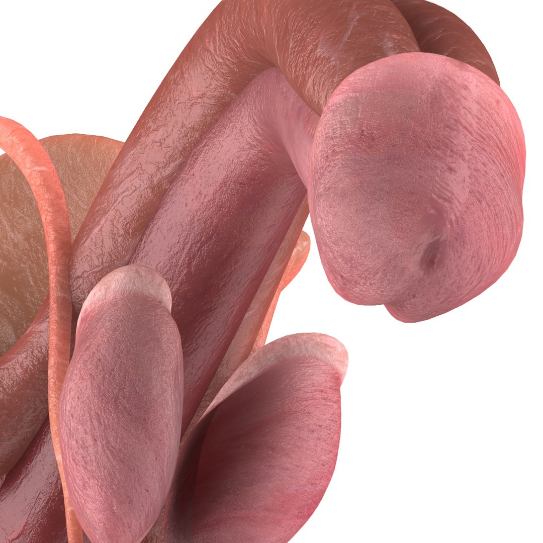 male reproductive max https://p.turbosquid.com/ts-thumb/Yd/DjsBM0/ldCw74uJ/010/jpg/1371160237/1920x1080/fit_q87/a309f5faa40c17a266c5f42e98b4abcf3a7fabdc/010.jpg