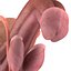 Male Reproductive System
