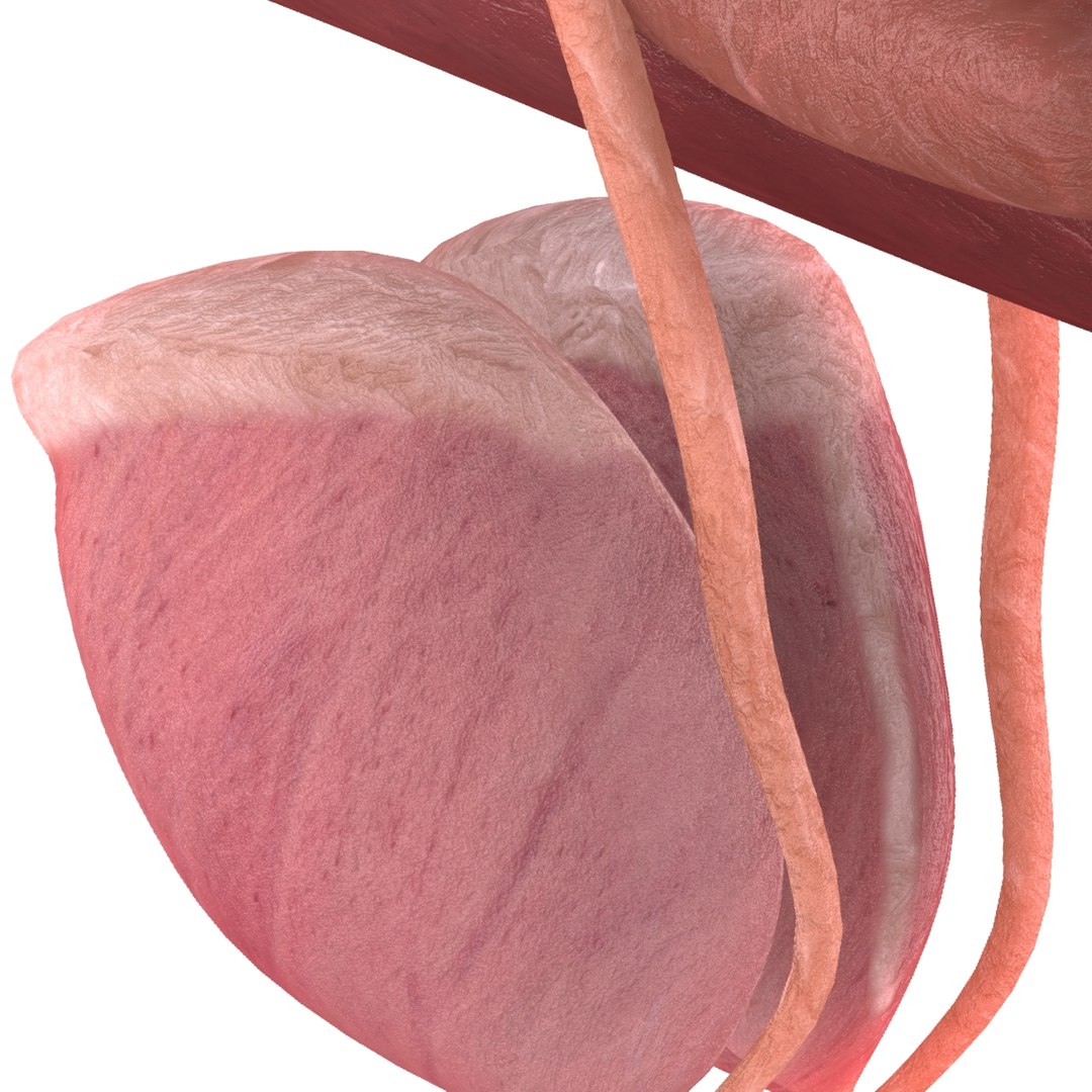 male reproductive max https://p.turbosquid.com/ts-thumb/Yd/DjsBM0/qfqRNqph/011/jpg/1371160237/1920x1080/fit_q87/bb21f0fc93eb7cde84cc0c9fb2c4dab5ffef52ea/011.jpg