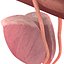 Male Reproductive System