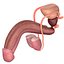 Male Reproductive System