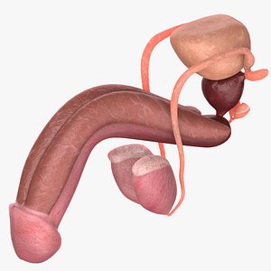 Male Reproductive System