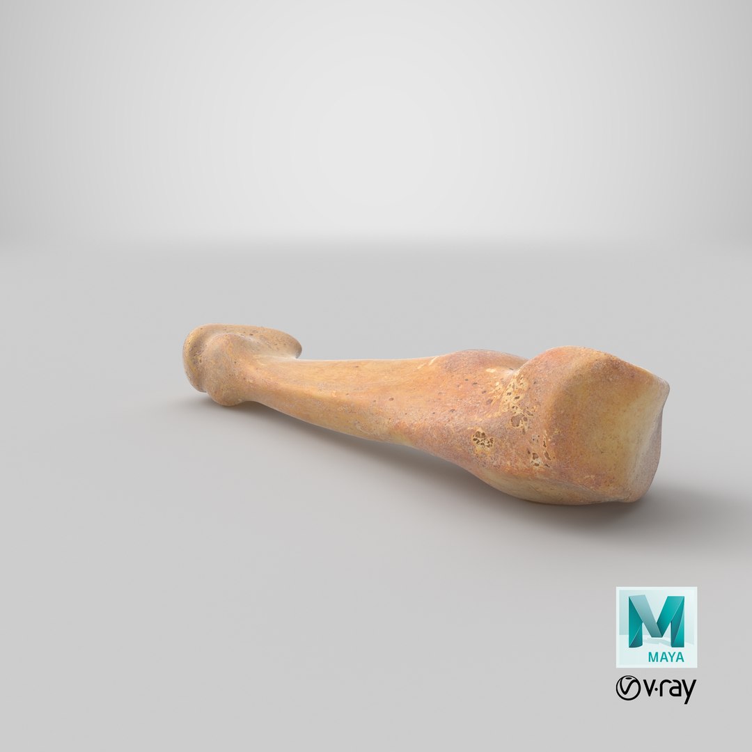 3D fourth metatarsal bone 01 model https://p.turbosquid.com/ts-thumb/Yd/LCISW3/4HoWJgOK/stemcell_maya_vray_render/png/1581599184/1920x1080/fit_q87/c2d9d37a25a82ed5350cc287c48eed6b8748a4cb/stemcell_maya_vray_render.jpg