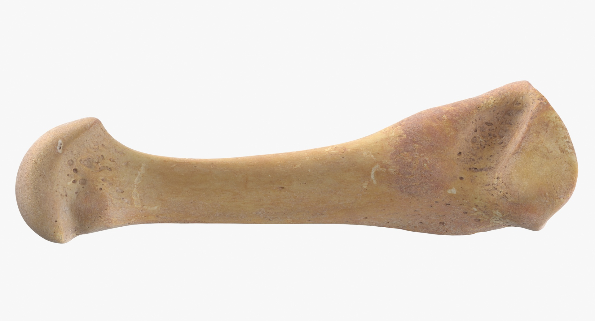 3D fourth metatarsal bone 01 model https://p.turbosquid.com/ts-thumb/Yd/LCISW3/DkYwlBpN/0000/jpg/1580378364/1920x1080/turn_fit_q99/146b051fa2e00d6080b43c4fdcc189a2f5eb933c/0000-1.jpg