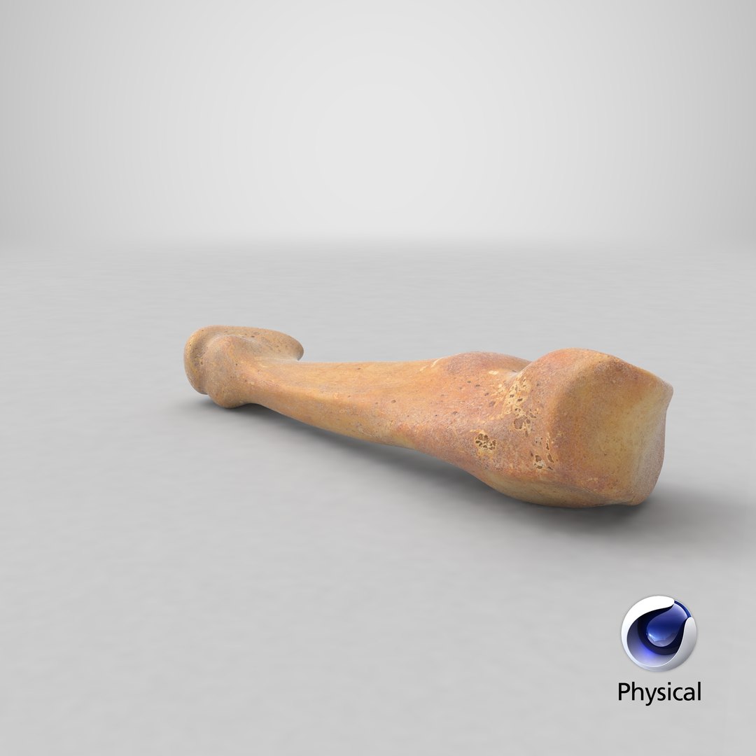 3D fourth metatarsal bone 01 model https://p.turbosquid.com/ts-thumb/Yd/LCISW3/ED9adB3P/stemcell_cinema_4d_physical_render/png/1581599162/1920x1080/fit_q87/990de13f99bc9dfb5f439bac7e73da3571eeaa6f/stemcell_cinema_4d_physical_render.jpg