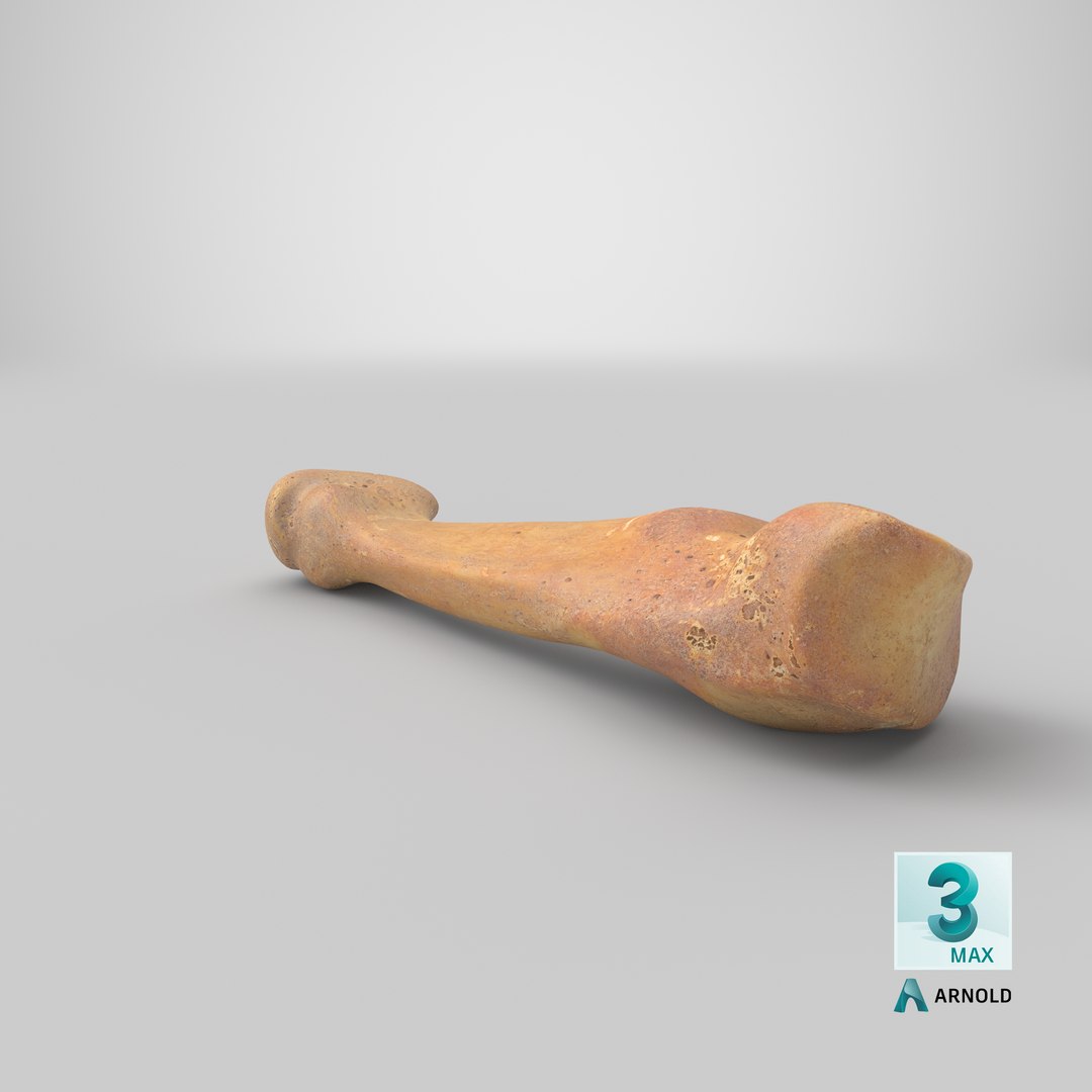 3D fourth metatarsal bone 01 model https://p.turbosquid.com/ts-thumb/Yd/LCISW3/Vv2TsnxB/stemcell_max_arnold_render/png/1581599168/1920x1080/fit_q87/808e8d6700eaf2dec3f4cbd01f777e4501bf6523/stemcell_max_arnold_render.jpg