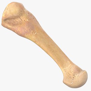 Real Fourth Metatarsal Bone 01