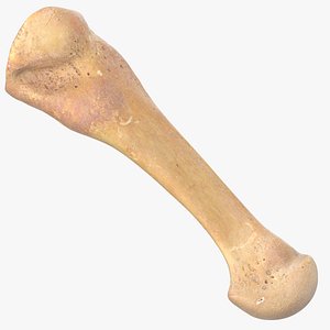 Real Fourth Metatarsal Bone 01