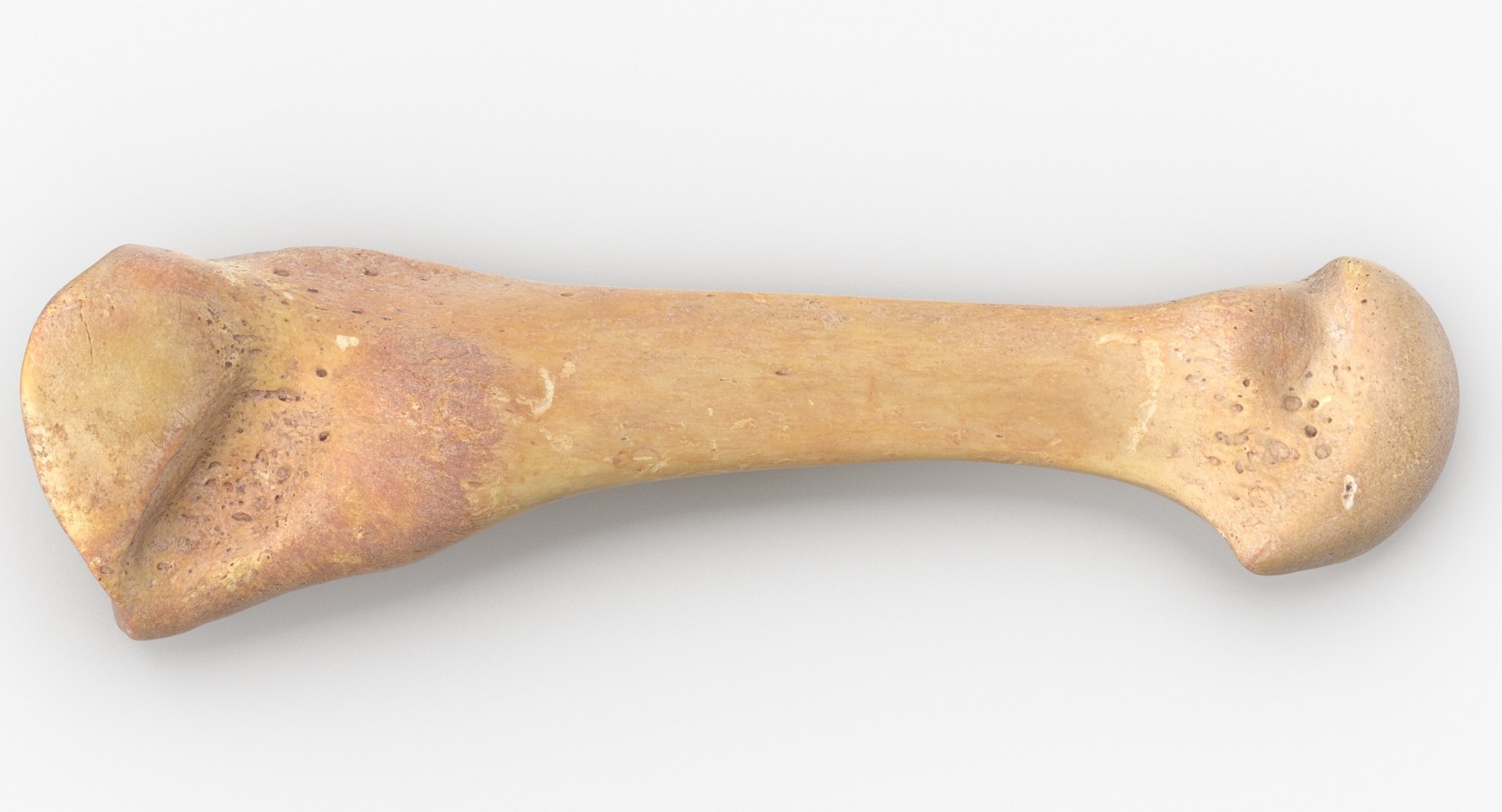 3D fourth metatarsal bone 01 model https://p.turbosquid.com/ts-thumb/Yd/LCISW3/iFaFcFGg/fourth_metatarsal_bone_01_thumbnail_0003/jpg/1580378349/1920x1080/fit_q87/3e88a8b0df8816f133f3b5fa63db338f7c085e66/fourth_metatarsal_bone_01_thumbnail_0003.jpg