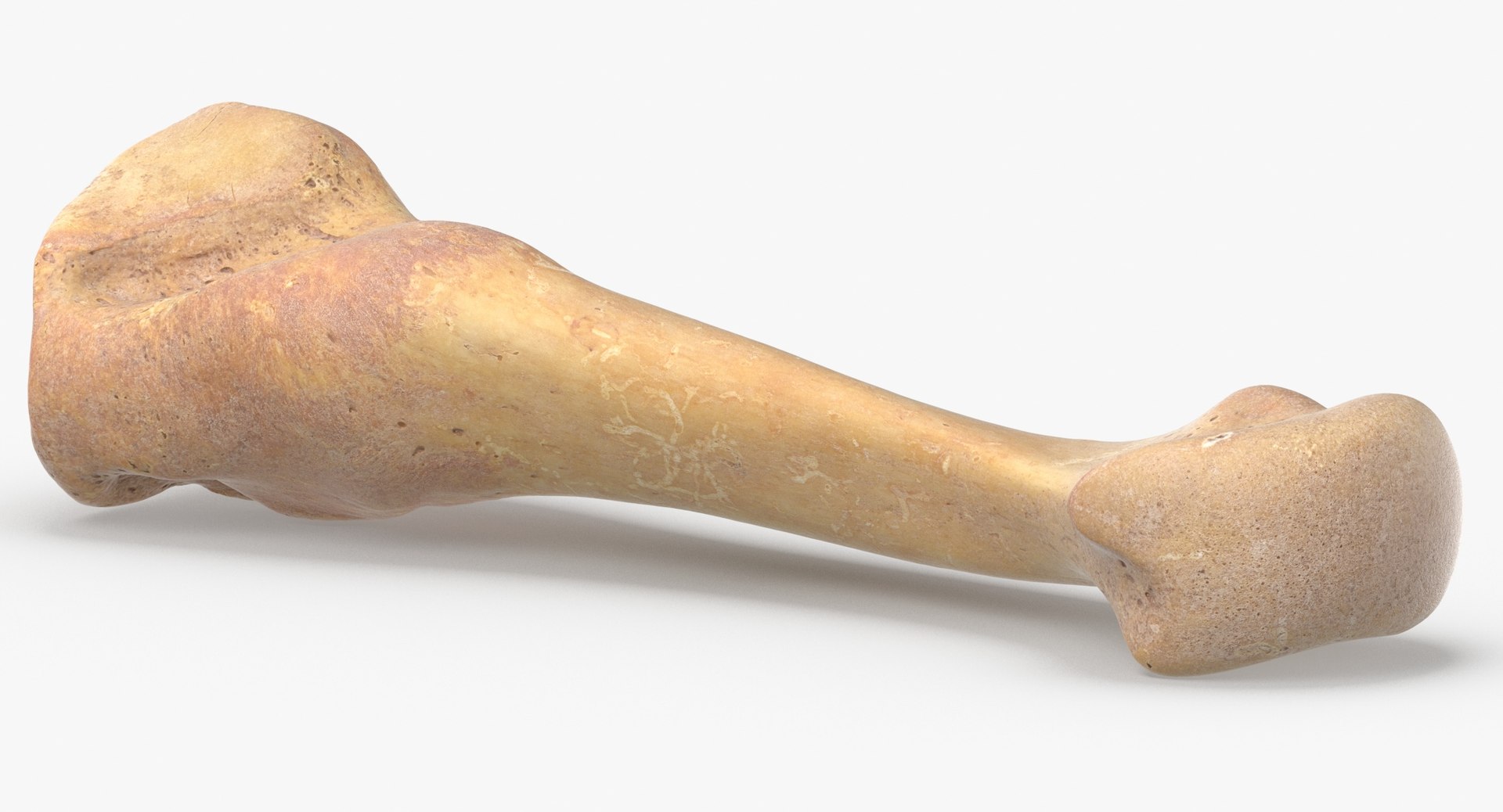3D fourth metatarsal bone 01 model https://p.turbosquid.com/ts-thumb/Yd/LCISW3/iIxRgHTM/fourth_metatarsal_bone_01_thumbnail_0004/jpg/1580378349/1920x1080/fit_q87/6745dbb361fca6a2ea08cab94e3deab35b05dde3/fourth_metatarsal_bone_01_thumbnail_0004.jpg