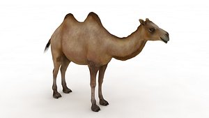3D Camel