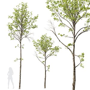 HQ Plants Acer Pseudoplatanus03 3D