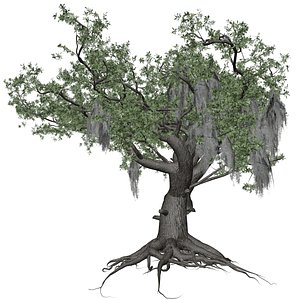 Live Oak Tree - 08 - 3D model