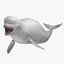 maya delphinapterus leucas beluga white