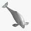 maya delphinapterus leucas beluga white