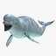 maya delphinapterus leucas beluga white