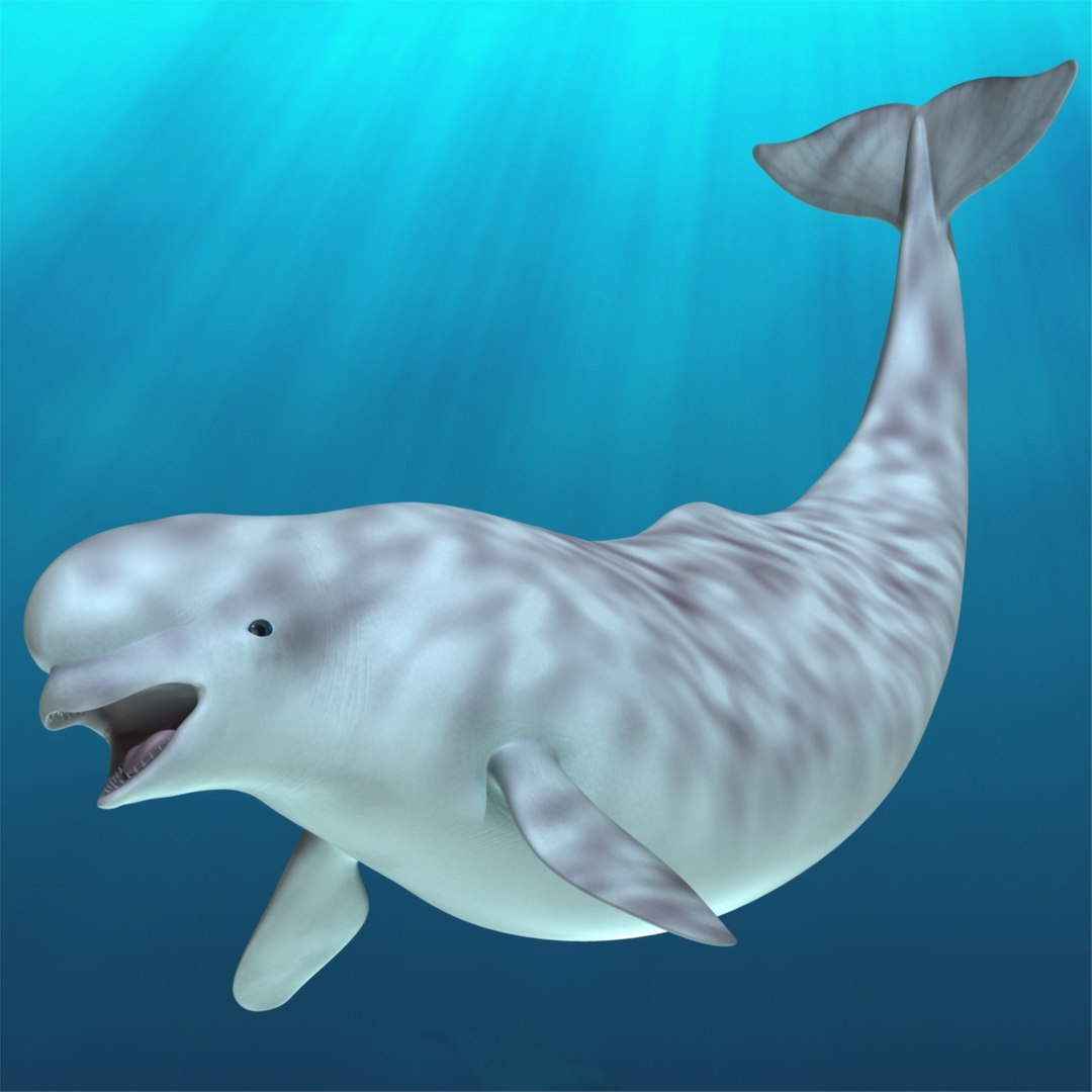 maya delphinapterus leucas beluga white https://p.turbosquid.com/ts-thumb/Yd/nNS7cx/TlSYelY5/r02/jpg/1417075254/1920x1080/fit_q87/798fb0d29b9421204af8156a5c67747f34b19d70/r02.jpg