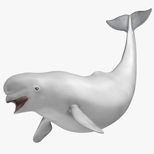 Delphinapterus Leucas 'Beluga White Whale'