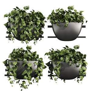3D model plant vol 845 - pothos - hanging - ampelous