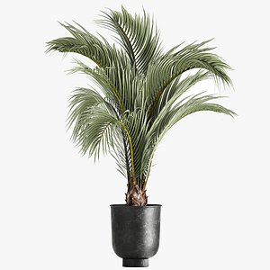 3D model Decorative palm tree for the interior in a pot 1109