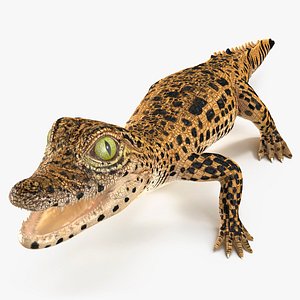 3D Baby Crocodile Dark Color Rigged for Cinema 4D model