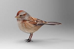 spizella arborea american tree 3d 3ds