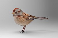 American Tree Sparrow 'Spizella Arborea'