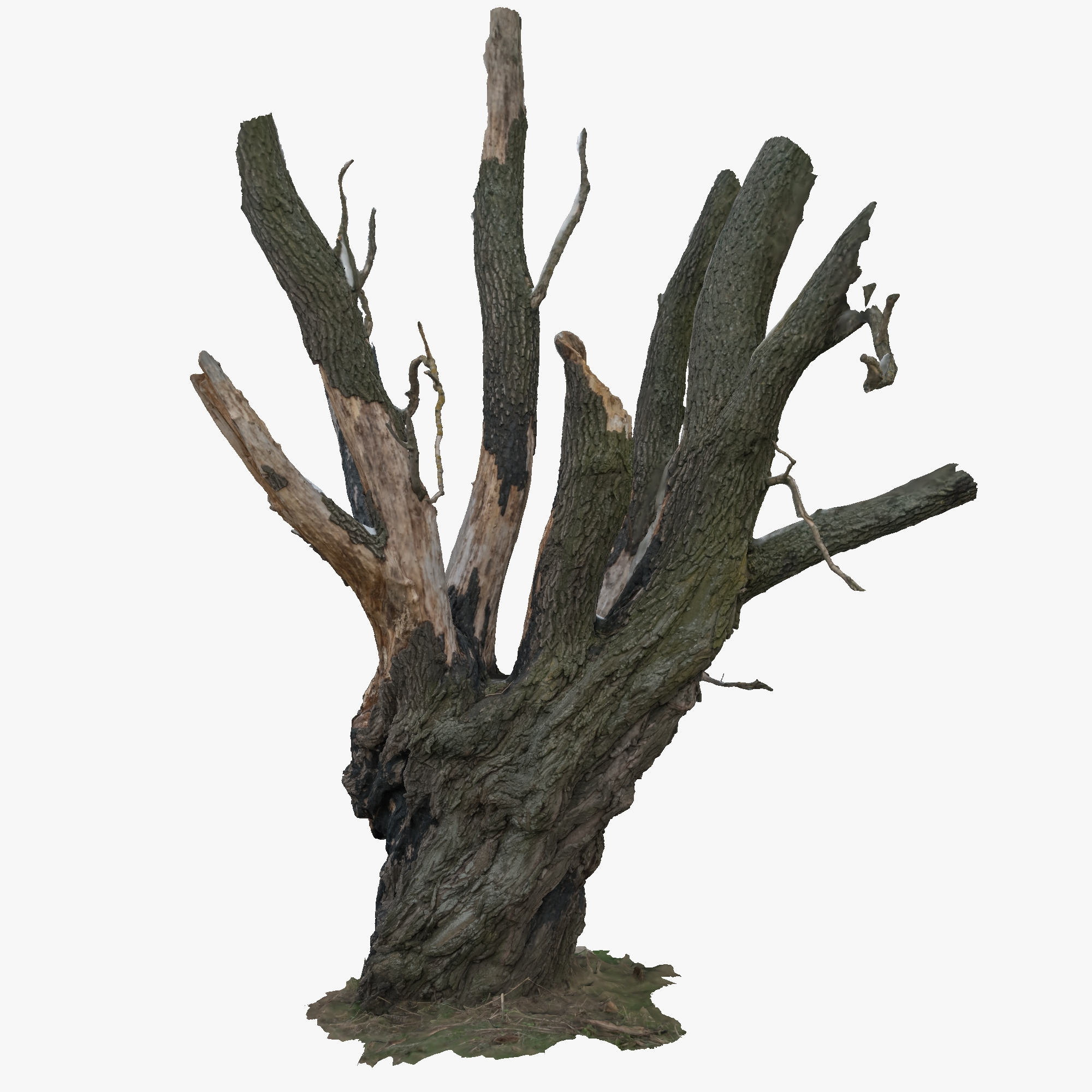 tree charred trunk willow 3d obj