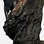 tree charred trunk willow 3d obj