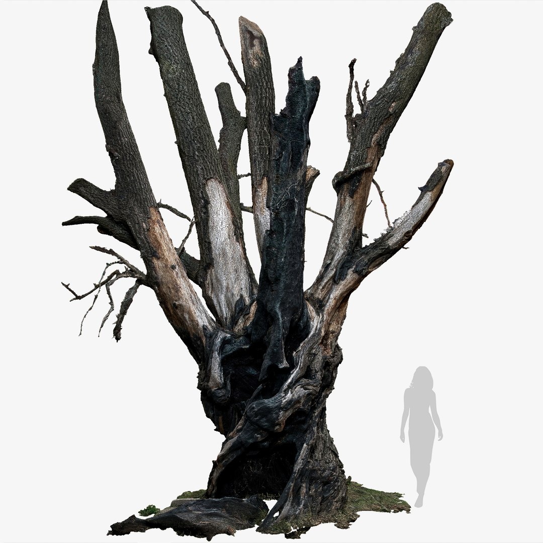tree charred trunk willow 3d obj https://p.turbosquid.com/ts-thumb/Ye/YUVT1f/IB/burnttreetrunk16ktexturecharredwillowraw3dscanbuysale3dmodelpurchase__/jpg/1653133959/1920x1080/fit_q87/f52274559236cd9e81a2564adc9b18ba80666709/burnttreetrunk16ktexturecharredwillowraw3dscanbuysale3dmodelpurchase__.jpg