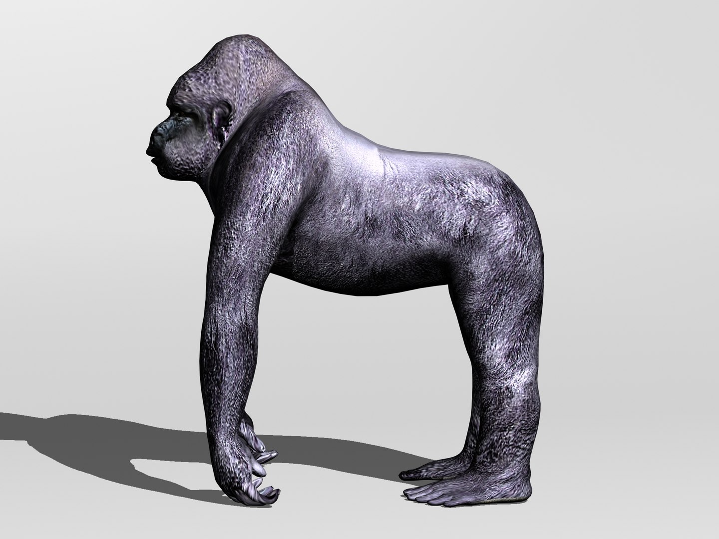 3d primate gorilla