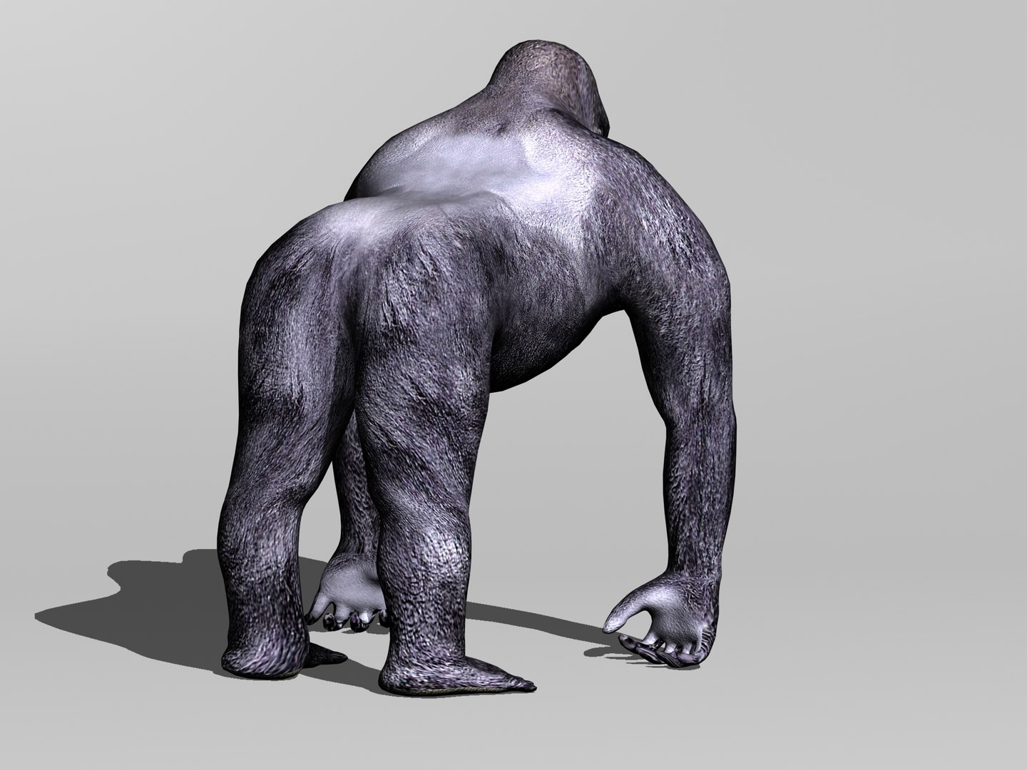 3d primate gorilla