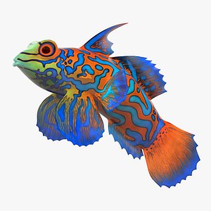 3d mandarin fish mandarinfish model